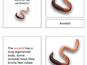 parts of the earthworm (annelid)
