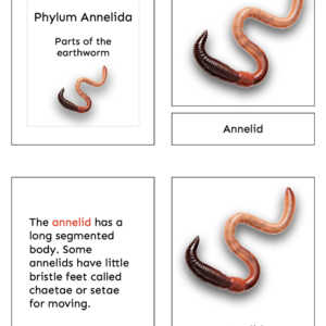 parts of the earthworm (annelid)