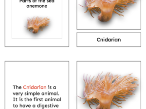 cnidarian