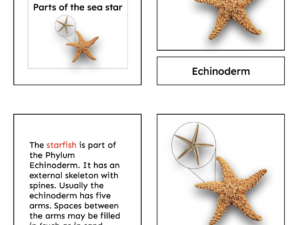 echinoderm
