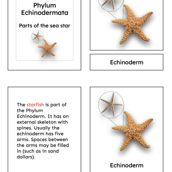 echinoderm