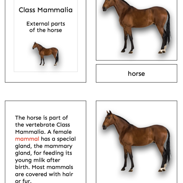 horse