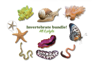 invertebrate bundle