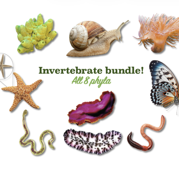invertebrate bundle