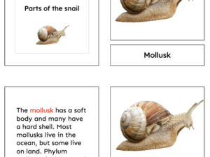mollusk