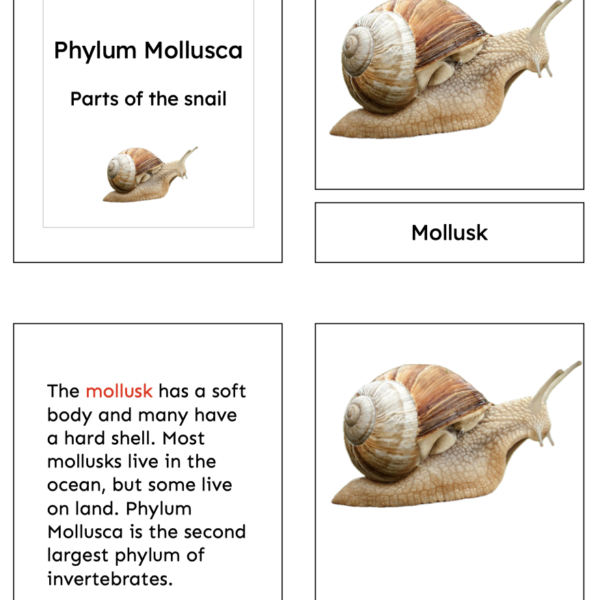 mollusk