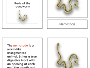 nematode