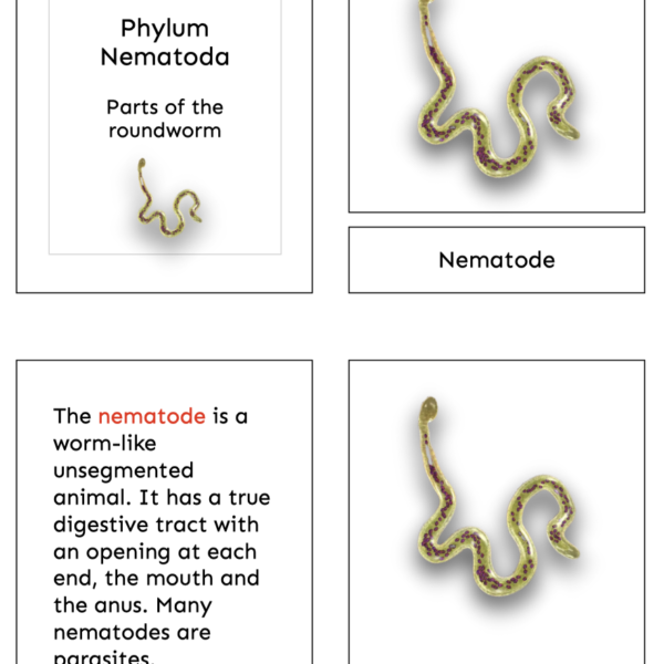 nematode