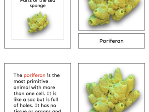 parts of the sea sponge (porifera)