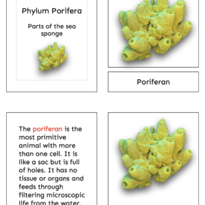 parts of the sea sponge (porifera)