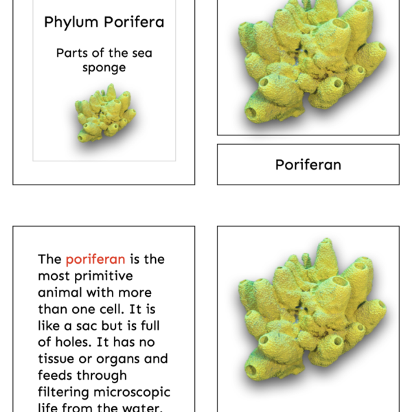 parts of the sea sponge (porifera)