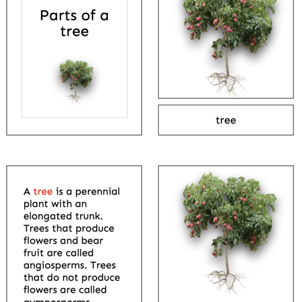 parts of the tree