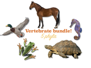 vertebrate bundle