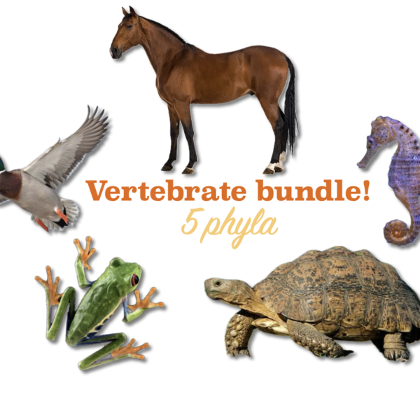 vertebrate bundle