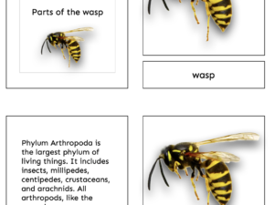 wasp