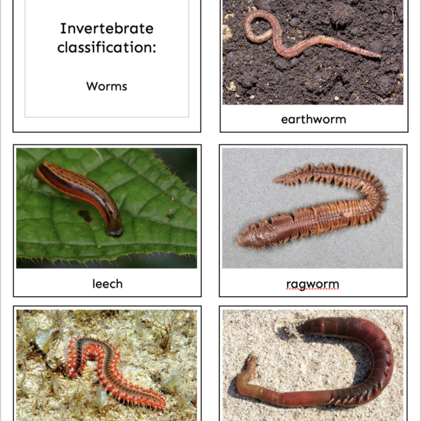 types of worms (invertebrate sorting)