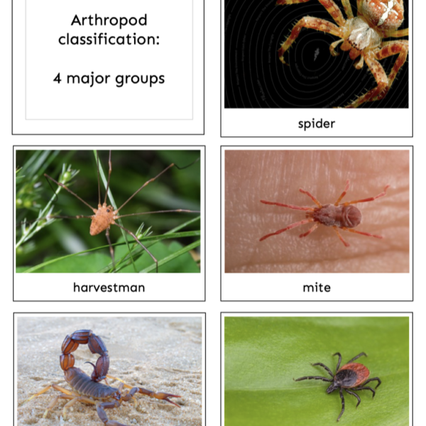 arthropods2