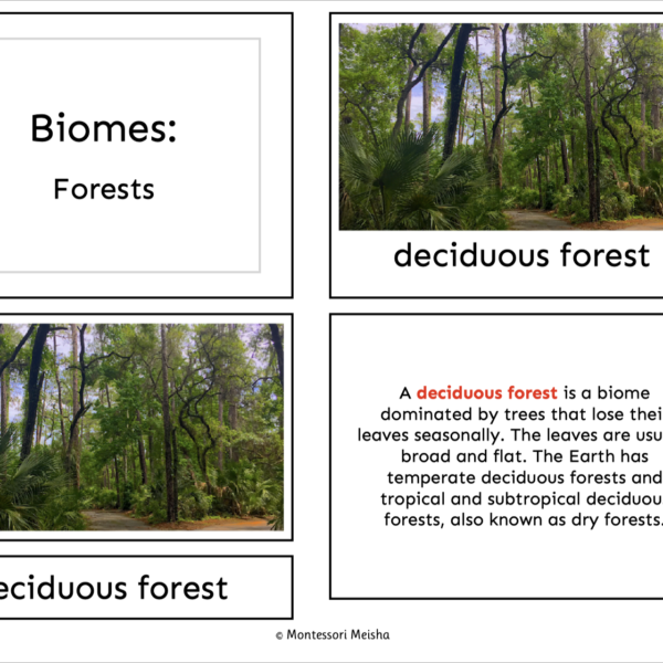Forest Biomes