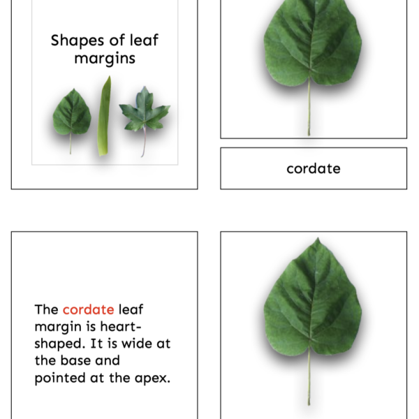 leafshapes