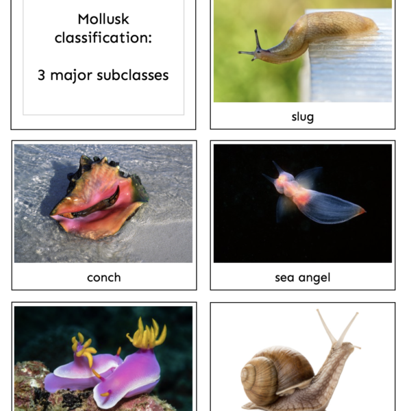 mollusks2