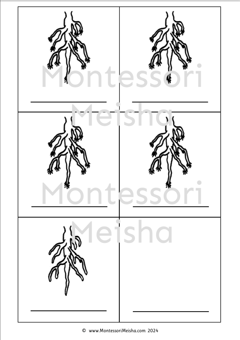 Parts of the Root System - Printable Montessori Teaching Resources