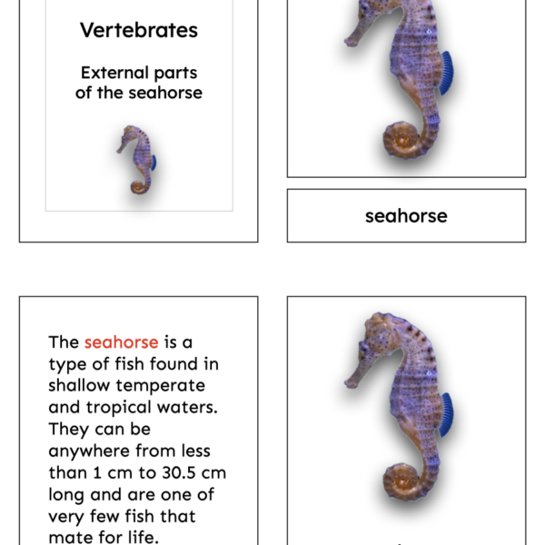 Parts of the Seahorse (Fish)
